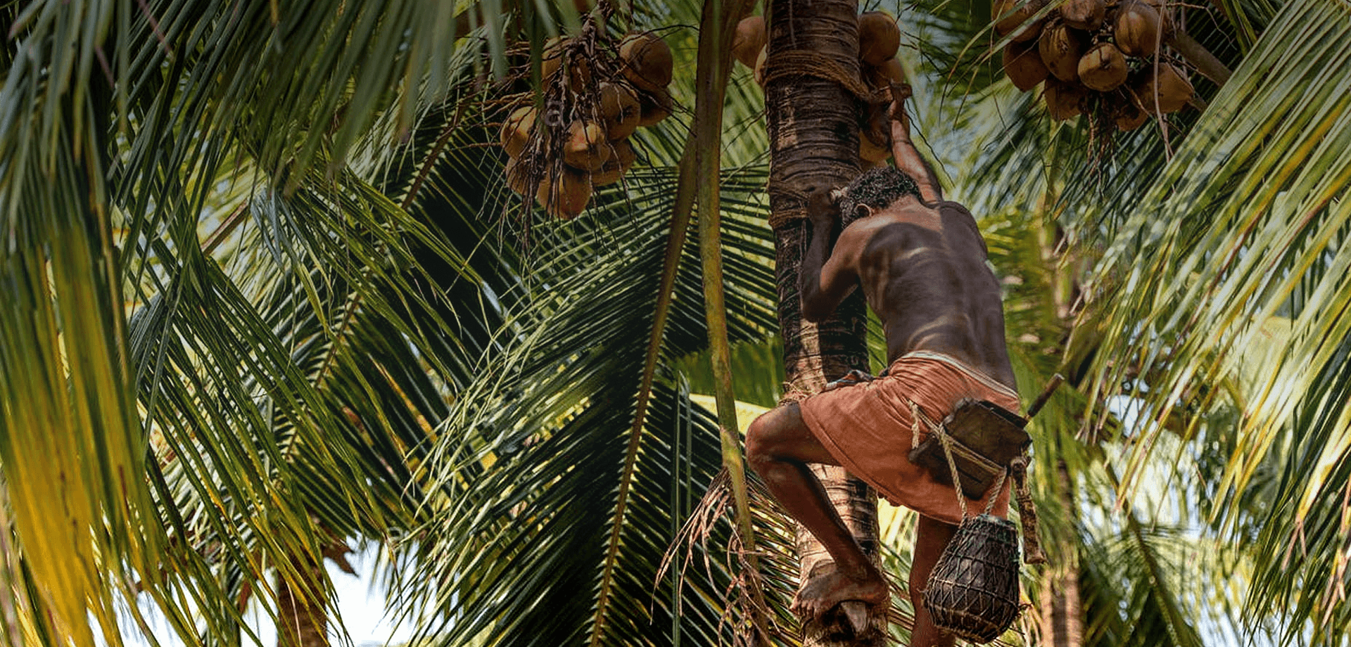 Natural Coconut Product
